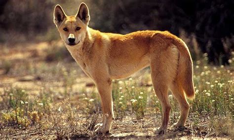Dingo Dog Domesticated Characteristics Traits Information