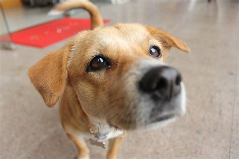 Brown Dog With Begging Eyes Free Image Download