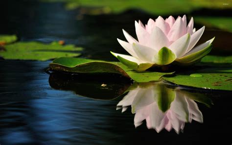 Water Lily Wallpapers Top Free Water Lily Backgrounds Wallpaperaccess