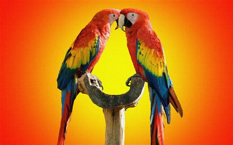 Parrot Birds Kissing Wallpaper Hd Wallpaper Colorful Parrots 143915