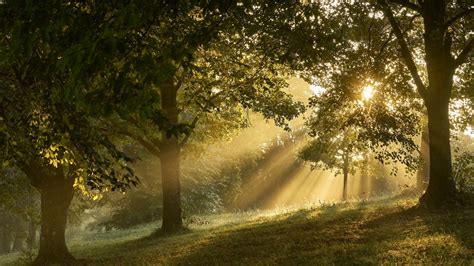 Sunshine Nature Trees Forest Sunbeams Mist Coolwallpapers Me