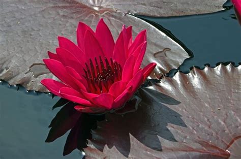 Tropical Night Flowering Waterlily Red Flare Nymphaea By Candie Ward