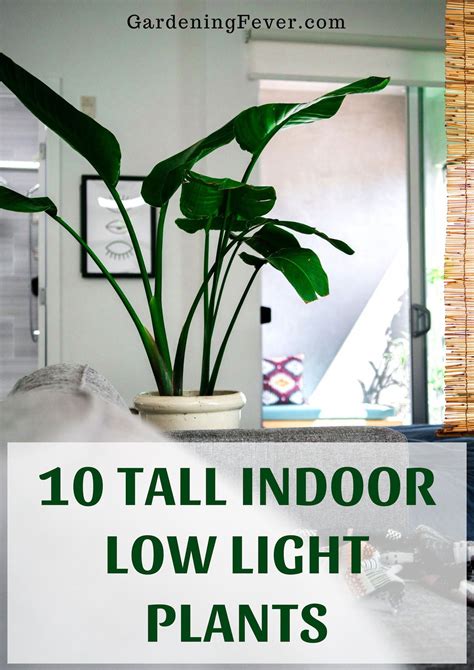 10 Tall Indoor Low Light Plants Gardening Fever Low Light House