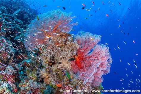 Marovo Lagoon Coral Reef 14 Photo Picture Print Cornforth Images