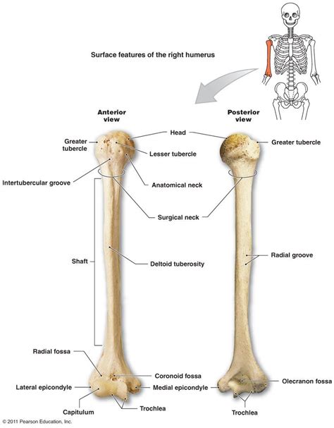 Bone Practical Anatomy And Physiology 430 With Tondi At George Mason