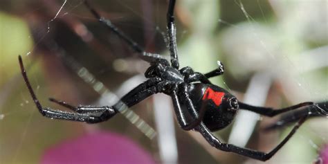 3 Texas Spiders To Be Aware Of Hi Tech Pest Pros