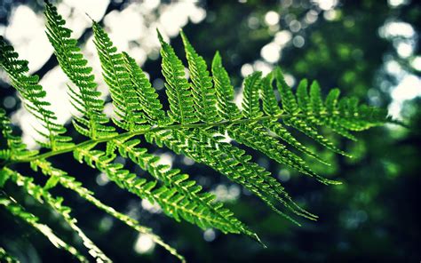 Fern Hd Wallpaper