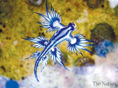 Weird Sea Creature Glows Electric Blue