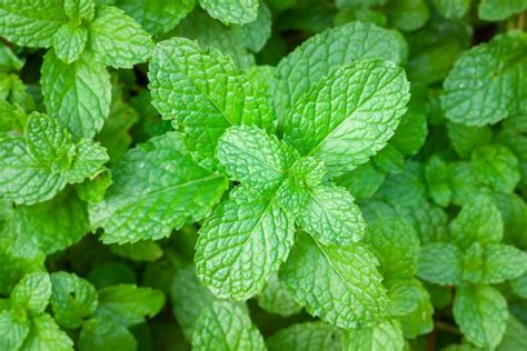 Mint All You Need To Know