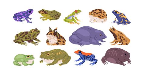 How To Tell Apart Different Types Of Frogs Learn About Nature
