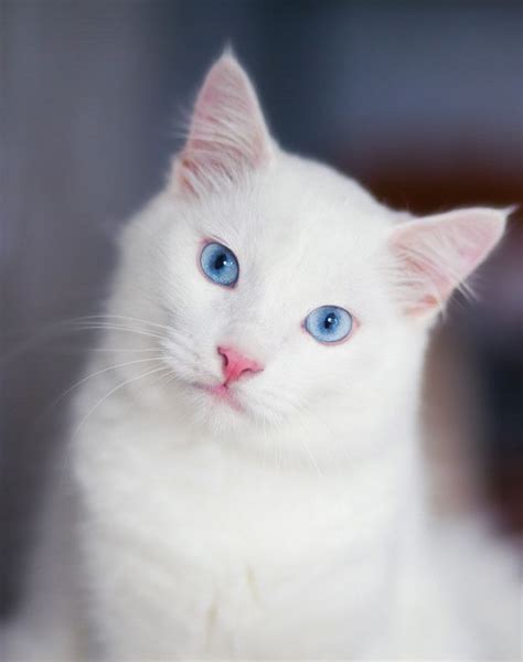 Close Up Portrait Of A Fluffy White Cat Premium Photo Freepik