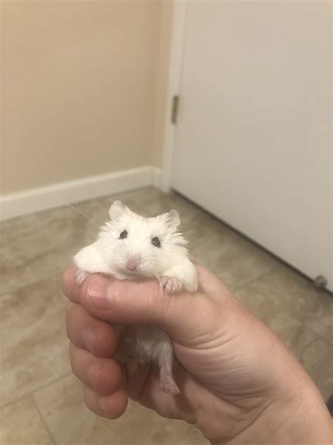 This Is Frank My First Ever Dwarf Hamster Although I Usually Only Get