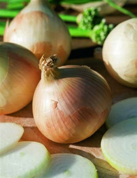 Onion Seeds Yellow Sweet Spanish 600 Non Gmo And Heirloom Etsy