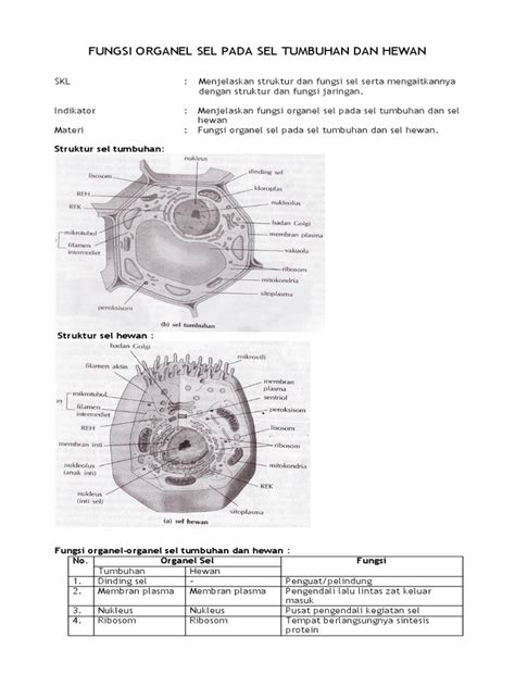 We did not find results for: A dos metros de ti: Gambar Sel Hewan Proses Yang Terjadi ...