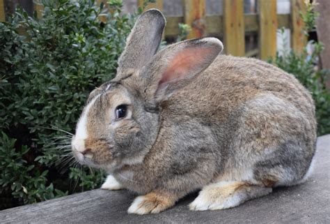Flemish Giant Rabbits For Sale 2021 Breeders List In Uk Oye Baggu