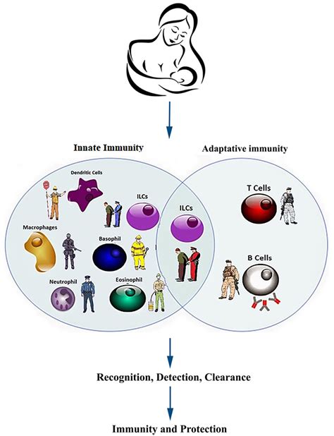 The Innate And Adaptive Immune Systems Collaborate Increasing The 329