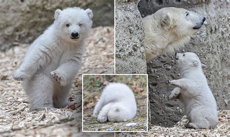 Polar Bear Cub Takes His First Steps At A Zoo In Germany Daily Mail