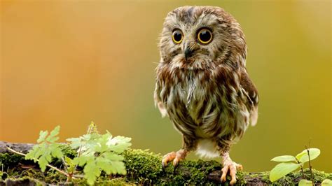 Owl Desktop Wallpapers Top Free Owl Desktop Backgrounds Wallpaperaccess