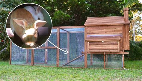 The Rabbit Den The Biggest Rabbit Hutch Available