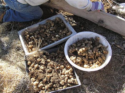 They are tubers that look like potatoes the french name, topinambour, was the name of a brazilian tribe of natives, some of whom happening to be visiting paris at the time that jerusalem. Jerusalem Artichokes | Jerusalem artichoke, Artichoke ...