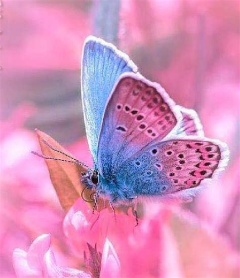 781 Best Butterfly Images On Pinterest Butterflies Beautiful