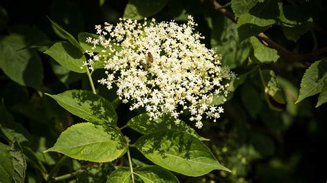 Because of this, identifying your species of white flowering tree should start with very basic categories, such as whether it is an edible or ornamental and whether it loses its leaves in the fall. Elder (Sambucus nigra) - British Trees - Woodland Trust