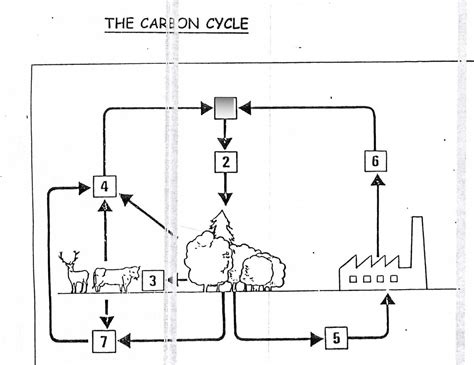 The Carbon Cycle Diagram Quizlet