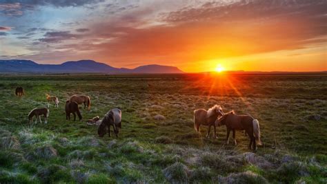 Horses On Green Grass With Sunset Background Hd Horse Wallpapers Hd