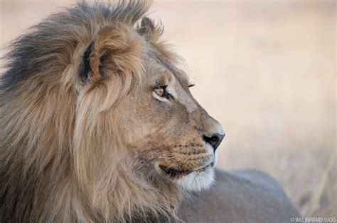 Lions | Photos Pictures Images