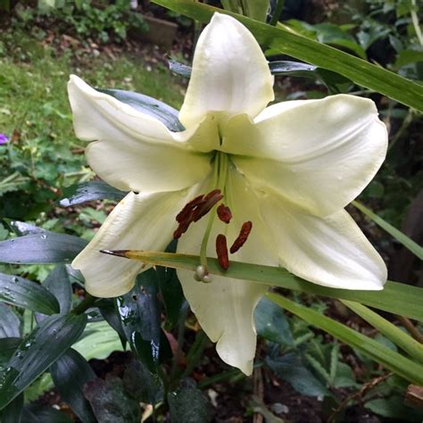 Lilium Pretty Woman Lily Pretty Woman Other In Gardentags Plant