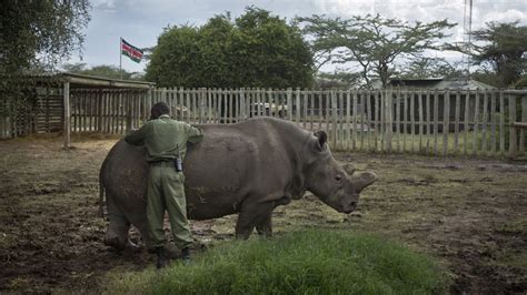 Could Southern White Rhinos Assist In A Northern White Rhino Comeback