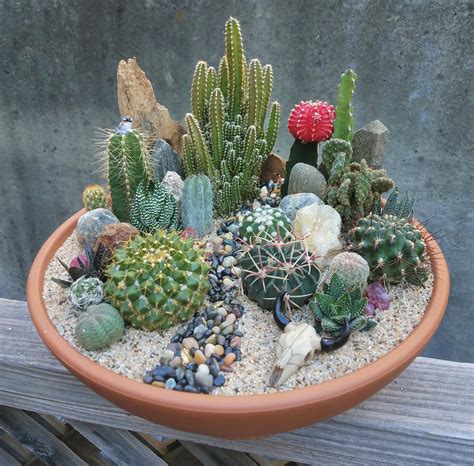10 Indoor Cactus Garden Ideas