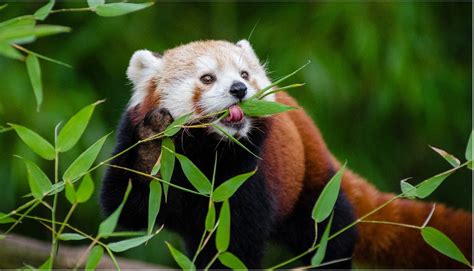 Red Pandas Are Picky Eaters And Home Choosers Why Bamboo Is More