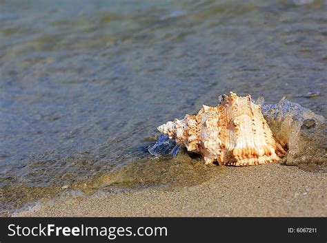 Seashell At The Seashore Free Stock Images And Photos 6067211