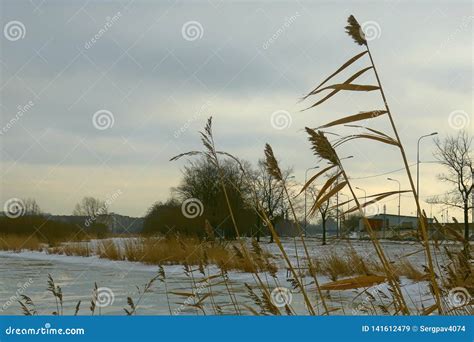 Reed Beds On The Bank Of A Frozen Lake Stock Image Image Of Blue