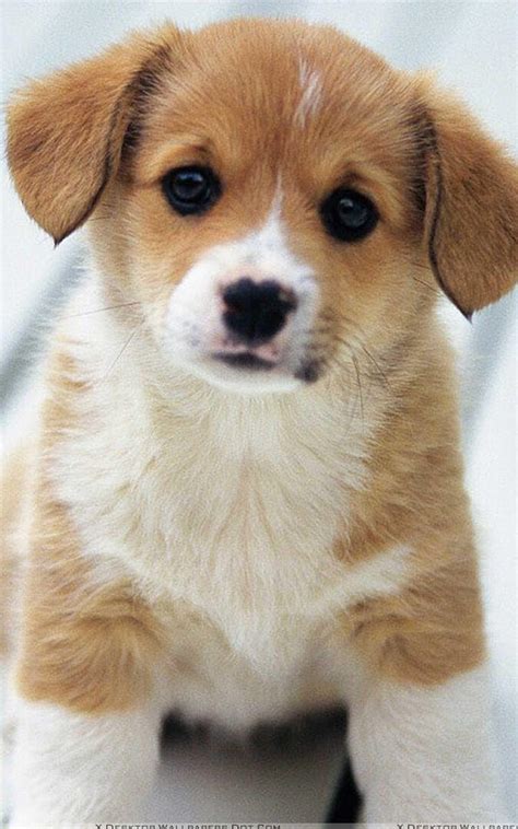 Puppy Phone Wallpapers Wallpaper Cave
