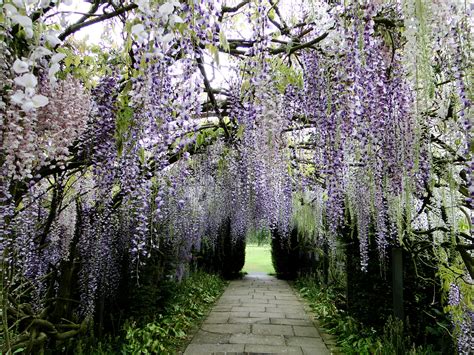 Hampton Court Castle And Gardens Another Wisteria Tunnel Wisteria