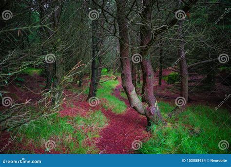 Magical Fairytale Forest With Evergreen Trees And Hiking Trails At