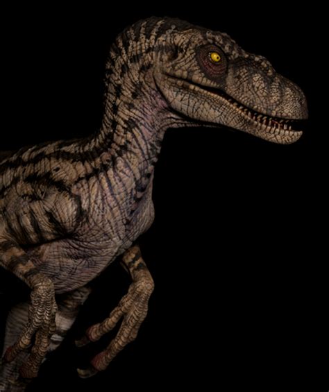 Velociraptor Female By W Dragon Dans Dinosaurs