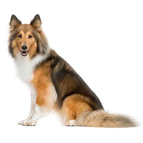 White Shetland Sheepdog Vlrengbr