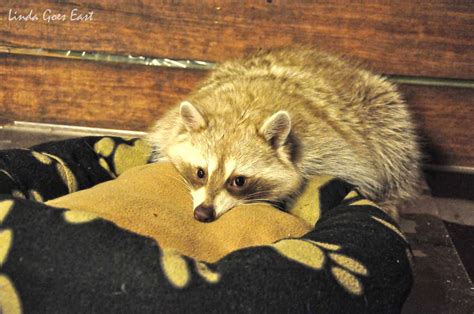 Where To Pet The Cutest Raccoons In Seoul Linda Goes East