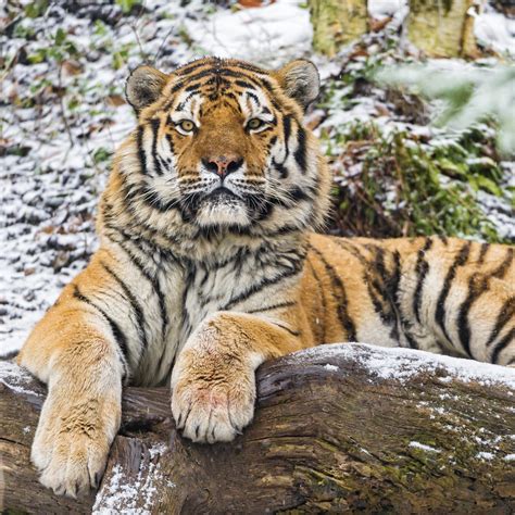 Siberian Tiger 4k Wallpaper Snow Wood Winter Big Cat Wild Animal