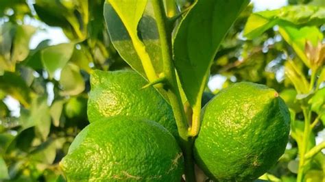 El Limón Fino Aumenta Su Cosecha Un 15 En La Provincia De Alicante