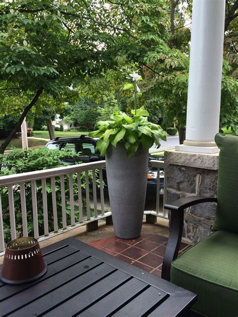 Hosta In Tall Pot Hostas Entryway Pot Tall Garden Outdoor Decor