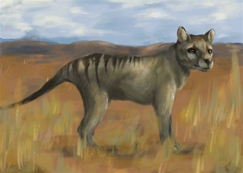 Thylacine By Onyxurocyon On Deviantart