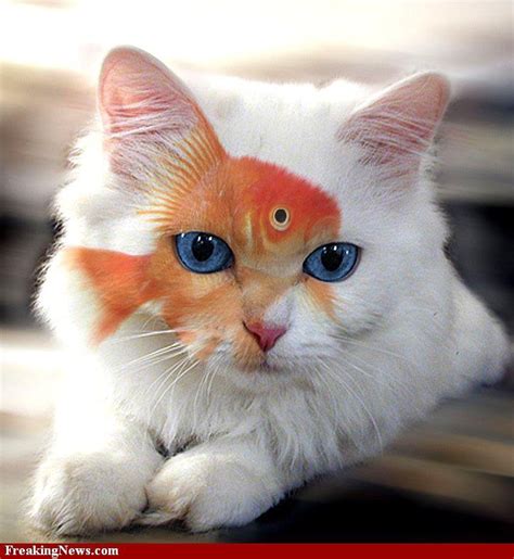 Goldfish Cat Animal Antics Pinterest