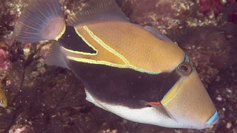 Facts The Reef Triggerfish Humuhumunukunukuapuaa Youtube
