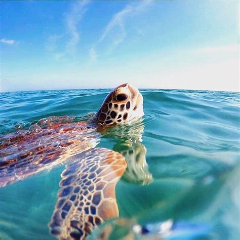Tag Someone Whod Freak Out To See A Sea Turtle This Close Photo By