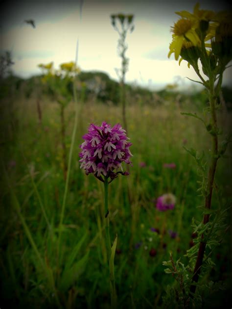 Peter Lovetts Ramblings An Unusual Dual Coloured Pyramidal Orchid On