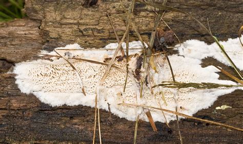Irpex Lacteus Milk White Toothed Polypore Toothed Fungus Flickr